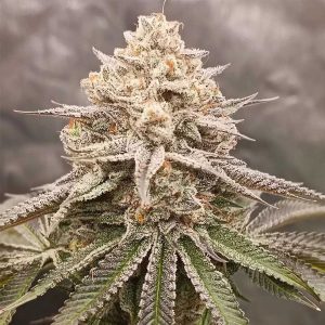 Semillas feminizadas Orange Runtz Cake 2.0 para cultivo