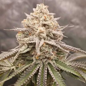 semillas feminizadas Orange Runtz Cake para cultivo