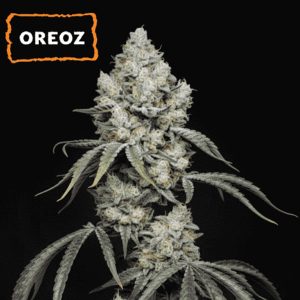 semillas feminizadas Oreoz de Seedstockers en paquete de 15 unidades