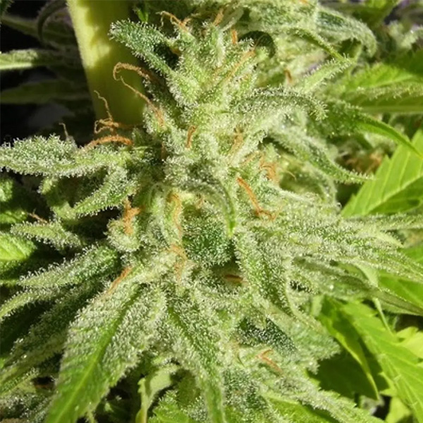 Orient Express 5 u. Regular Ace Seeds