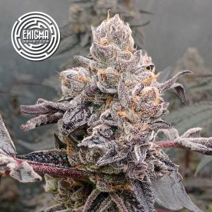 semillas feminizadas Original Sunset Sherbert Enigma Genetics para cultivo
