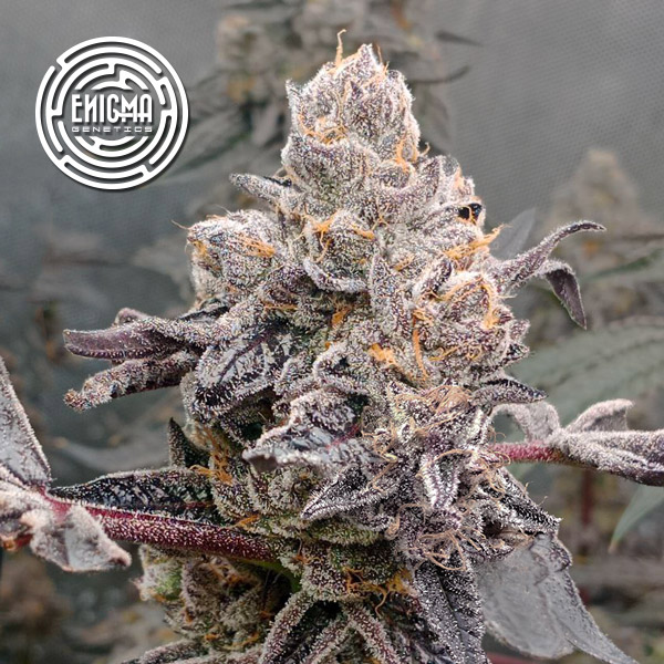 semillas feminizadas Original Sunset Sherbert Enigma Genetics para cultivo
