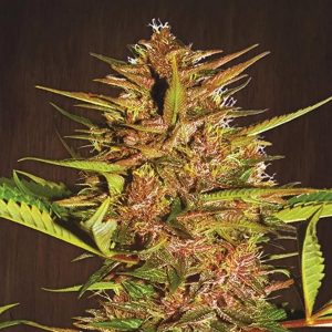 Pakistan Chitral Kush 5 u. Regular Ace Seeds