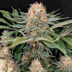 Panakeia High Terpenes CBG 10 fem. Buddha Seeds