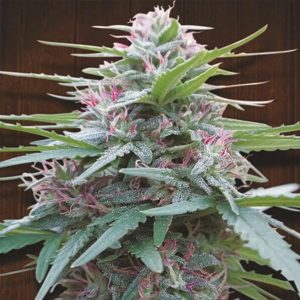 Panama 5 u. Regular Ace Seeds