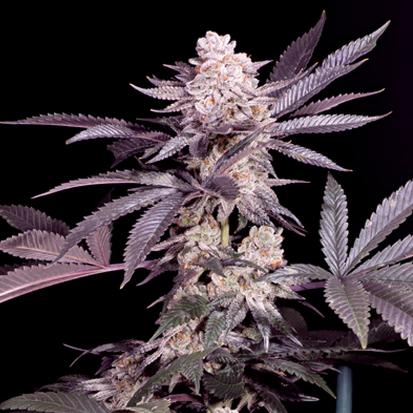 Semillas feminizadas Papaya Sacred Terps para cultivo