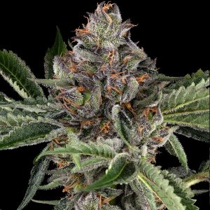 Papaya Jealousy Sensi Seeds