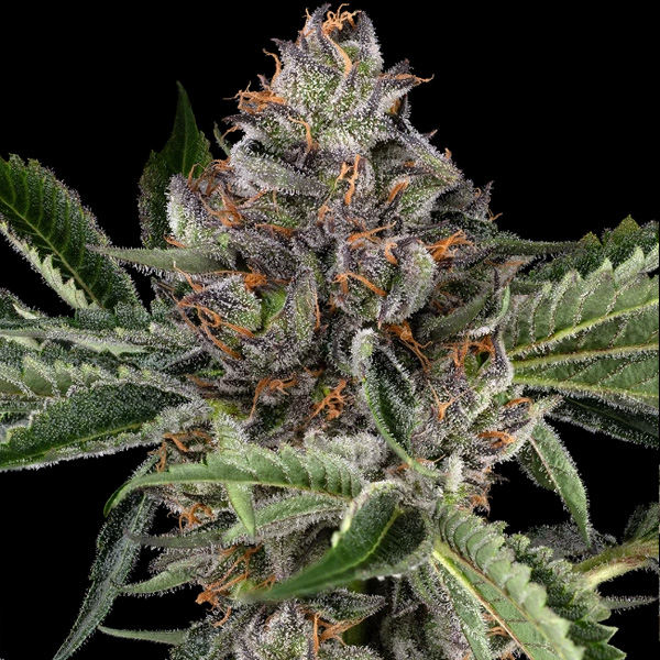 Papaya Jealousy Sensi Seeds