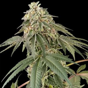 Papaya Roll White Label