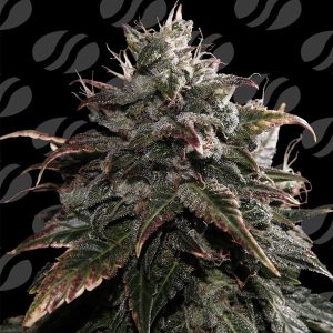 semillas feminizadas Papaya Stank Original Sensible Seeds para cultivo
