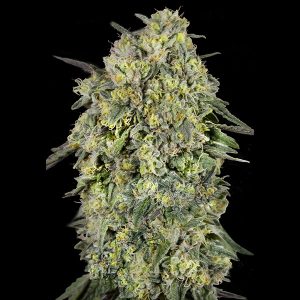 Papaya Triploid Advanced Seeds