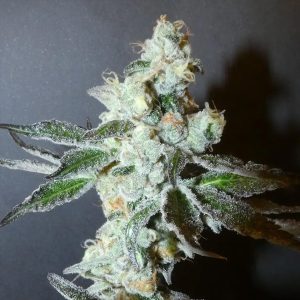 Semillas feminizadas PapayaBoof 3+1 Bask Triangle Farms para cultivo