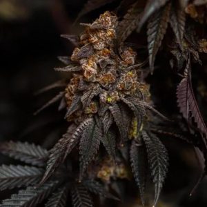 Semillas feminizadas Papayton de Fast Buds para cultivo