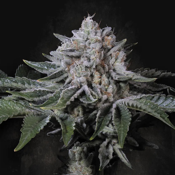Peach Frosting 5 u. fem. Paradise Seeds Limited Edition