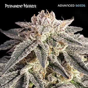 semillas feminizadas Permanent Marker de Advanced Seeds