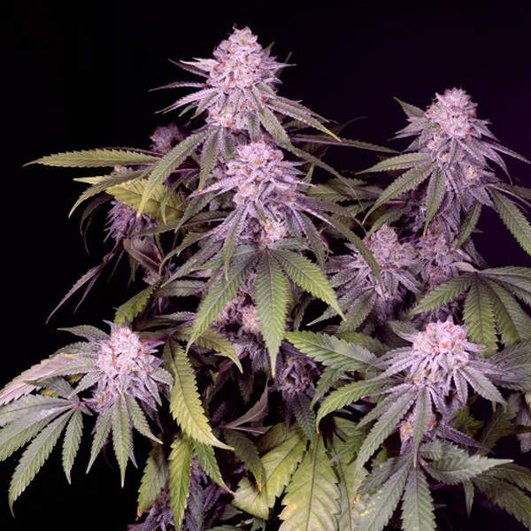 semillas feminizadas Permanent Marker Sacred Terps para cultivo