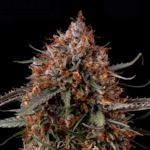 semillas feminizadas Seedstockers Permanent Marker para cultivo