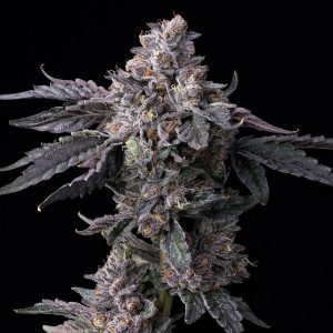 Permanent Marker x Triple Scoop 6 u. fem Cookies Seed Bank