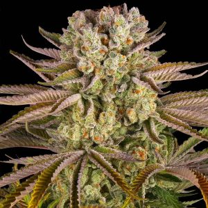 Semillas feminizadas Pineapple Express de Barney's Farm para cultivo
