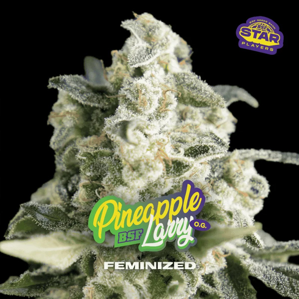 semillas feminizadas Pineapple Larry OG para cultivo