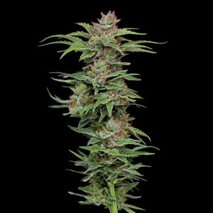 semillas feminizadas Pineapple Muffin Humboldt Seeds Company para cultivo