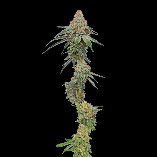 semilla feminizada Pineapple Upside Down Cake para cultivo