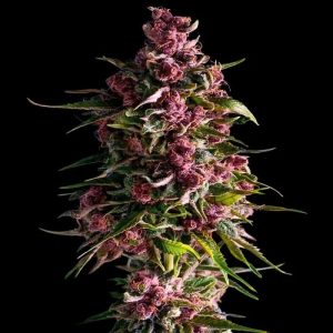 semillas feminizadas Pink Empire Empire Seeds para cultivo