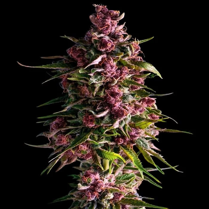semillas feminizadas Pink Empire Empire Seeds para cultivo