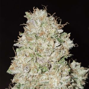 Pink Fritter 6 u. fem Karma Genetics
