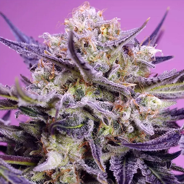 Pink Guava F1 Fast Version 3+1 u. fem. Sweet Seeds