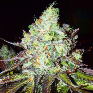 Semillas feminizadas Pink Paletas de Karma Genetics