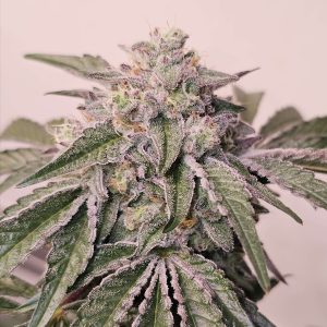 Pink Pie 6 u. fem Karma Genetics