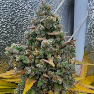 Semillas feminizadas Pink Quavers para cultivo consciente