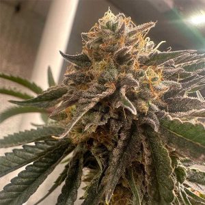 Pink Waferz 2.0 - 7 u. fem Conscious Genetics