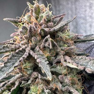semillas feminizadas Pink Zheez para cultivo de cannabis