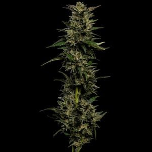 semilla feminizada Pistachio de Humboldt Seeds Company para cultivo