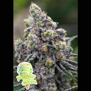 semilla feminizada Pistachio Snow Cream de Anesia Seeds