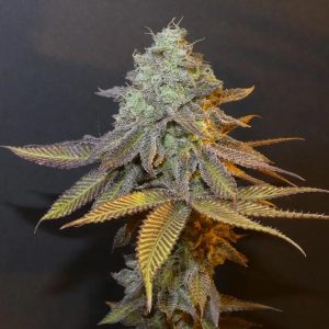 semillas feminizadas Planet Express 3+1 Bask Triangle Farms para cultivo