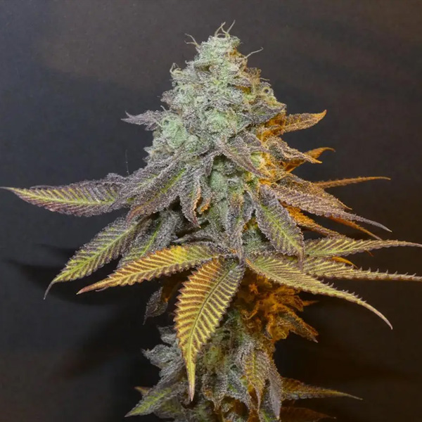 semillas feminizadas Planet Express 3+1 Bask Triangle Farms para cultivo