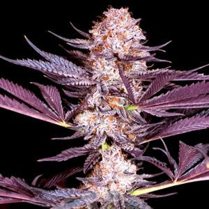 semillas feminizadas Pluto Sacred Terps para cultivo de cannabis