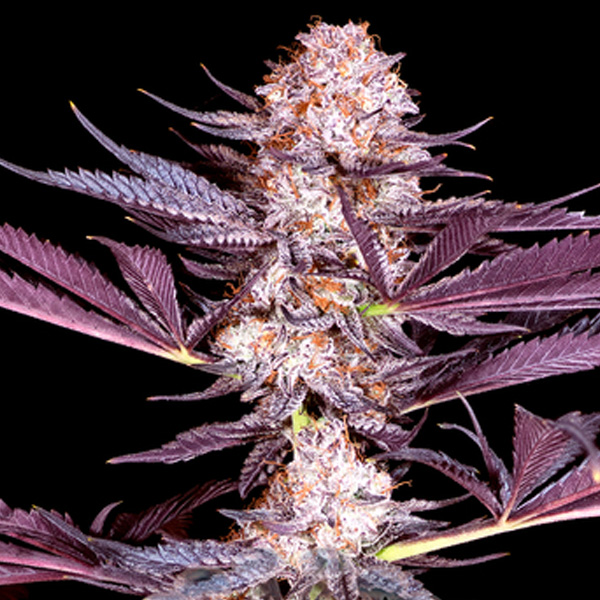 semillas feminizadas Pluto Sacred Terps para cultivo de cannabis
