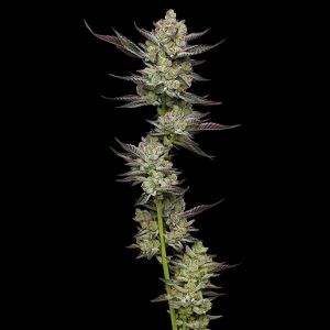 semilla feminizada Poddy Mouth de Humboldt Seeds Company para cultivo
