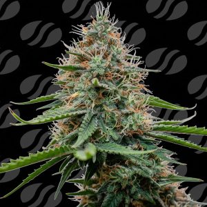 Semillas feminizadas Poison Cookies de Original Sensible Seeds para cultivo