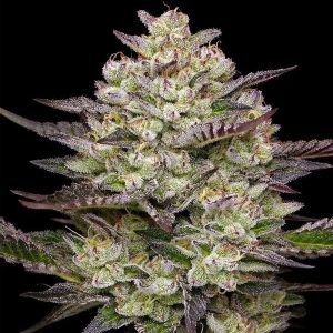 semillas feminizadas Puff Pastry de Humboldt Seeds Company para cultivo