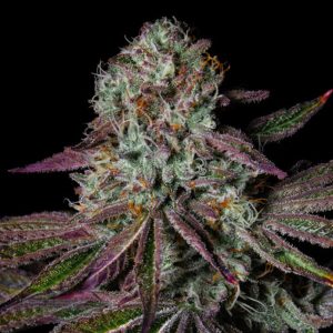 Pure Glitter Pure Instinto