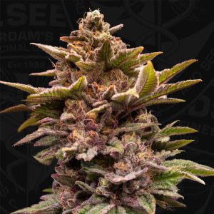 Pure Lemon Cherry 6+1 u. fem. 420 Limited Pack T.H. Seeds