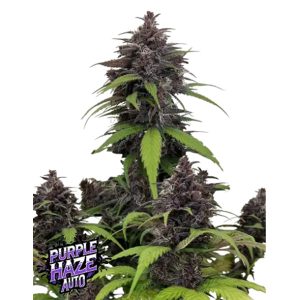 Semillas feminizadas Purple Haze de Fast Buds para cultivo de cannabis