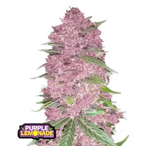 Purple Lemonade RF3 FastBuds Seeds