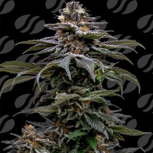 semillas feminizadas Purple Overload de Original Sensible Seeds para cultivo
