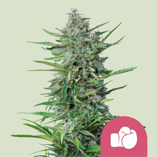 Purple Punch Royal Queen